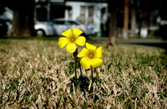 Yellow flowers in the lawn