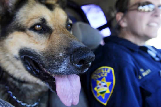 Vacaville police Officer Julie Bailey hits the streets with her K-9 partner, Cir, on April 10, 2013. Cir, an 8-year-old German Shepherd, has been patrolling the streets with Bailey for nearly seven years.
